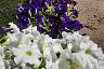 В Саратовской области чиновник с коллегами сажал цветы 